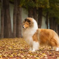 MBIS PRC GCH MBISS AM GCHG CH Luckbag’s What a beautiful jasmine flower “Winnie”