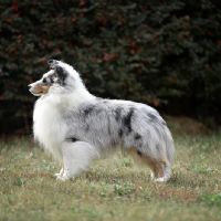 KOR PRC CH Luckbag's Lochlyn Lucifer “Berry”