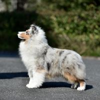 BIS PRC CH Luckbag's A Star Is Born “Elsa”