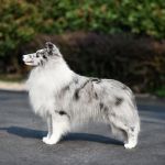 THI CH Luckbag's Carlous