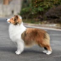 PRC CH Luckbag's Lisa