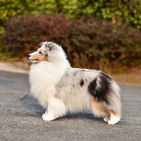 PRC CH Luckbag's Stella