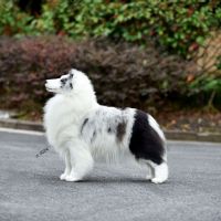 RBIS PRC GCH Luckbag's Timeless Bonds AOM "Aria"