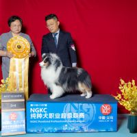 PBIS PRC CH Luckbag's Gold Ingot"元宝"