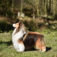 MBIS MBISS PBIS  AM CAN PRC GCH Kensil's Nutrageous AOM “Rage”