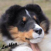 Luckbag's Black Pearl "露西"