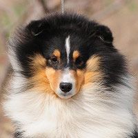 Lastcastle's Sd My Brilliant Life FCI "AK"